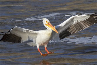 American white pelican (Pelecanus erythrorhynchos) in breeding plumage landing on water