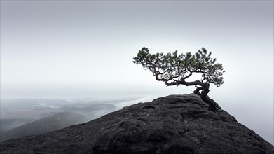 The weather pine on the Lilienstein in Saxon Switzerland near Dresden on a misty morning
