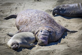 Old Northern Elephant Seal (Mirounga angustirostris) with young animal is in the sand