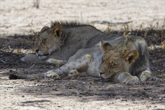 Black-maned lions (Panthera leo vernayi)