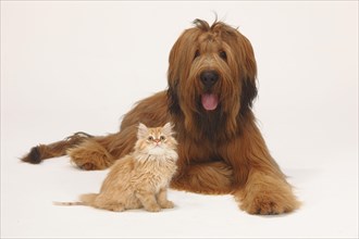 Briard or Berger de Brie