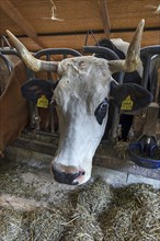 Holsteiner Dairy Cow looks through feeding rail
