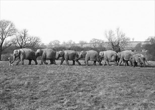 Elephants march in a row