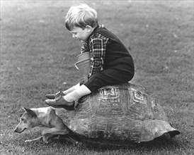 Boy and a dog playing with a turtle shell