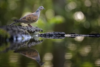 Turtle dove (Streptopelia turtur)