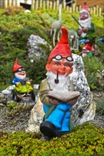 Garden gnome with beard and pipe reads a book