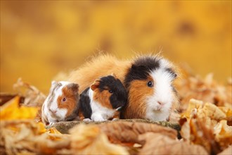 CH-Teddy guinea pigs