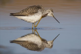 Marsh Sandpiper (Tringa stagnatilis)