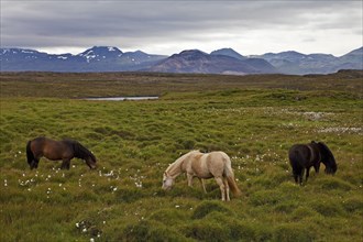 Icelandic horses (Equus ferus caballus) in green landscape