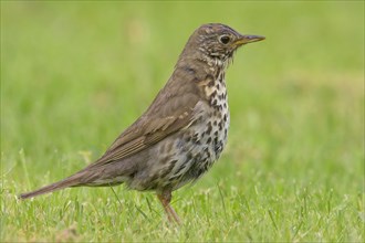 Song Thrush (Turdus philomelos clarkei)