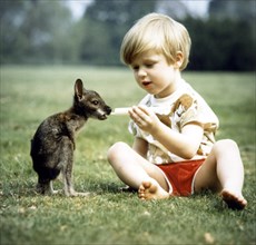 Child feeds small kangaroo