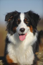 Australian Shepherd