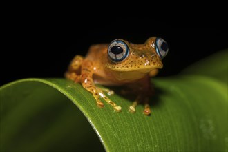 Tree climbing frog species (Boophis pyrrhus) sits on leaf
