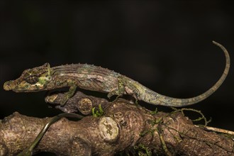 Fallax short-horn chameleon (Calumma fallax)