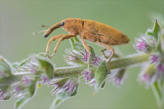 Lixus pulverulentus