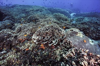 Coral garden with disc corals (Turbinaria conspicua)