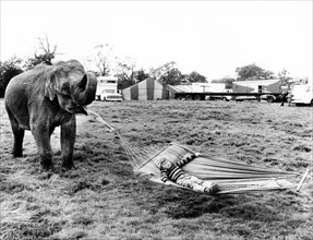 Elephant holds hammock