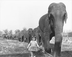 Girl with elephants