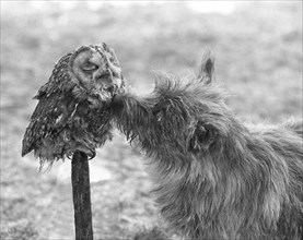 Dog with owl
