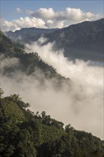 Tea plantation in front of clouds and mountains