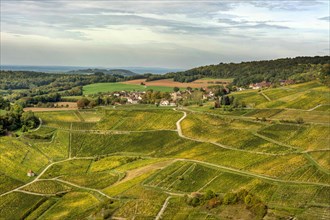 Vineyards of Chateau-Chalon