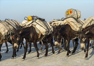 Donkeys transport salt blocks from the salt mines