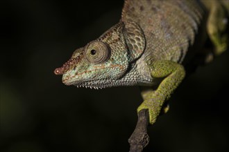 Blue-legged chameleon (Calumma crypticum)