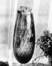Chipmunk looks out of a vase