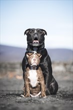 Two Bulldogs (Canis lupus familiaris) sitting in a row on Sandplatz