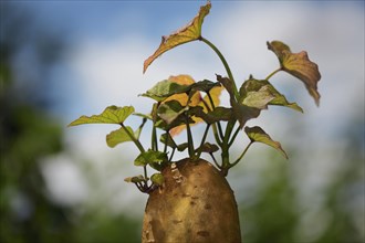 Closeup of a sprouting sweet potato with slip sprouts growing from it for propagation in gardening