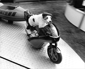 Jack Russell Terrier rides a carousel