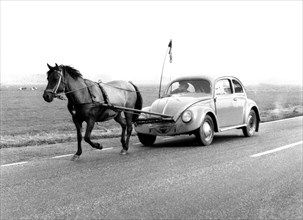 Horse pulls a VW Beetle