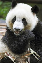 Panda bear or Giant Panda (Ailuropoda melanoleuca) eats bamboo shoots