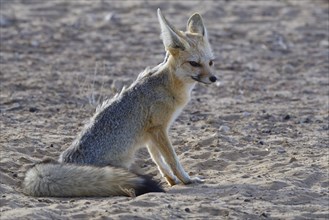 Cape fox (Vulpes chama)