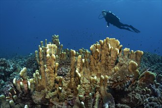 Divers over Blade firel coral (Millepora platyphylla)