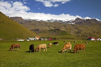 Peacefully grazing cows in front of the Eyjafjallajokull glacier