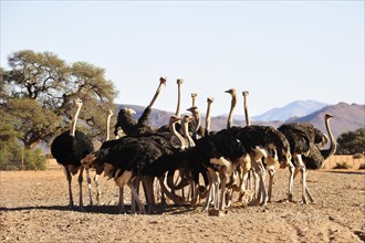 South African ostriches (Struthio camelus australis) in an ostrich farm feeding