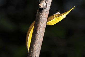 Madagascar Madagascar leaf-nosed snake (Langaha madagascariensis)