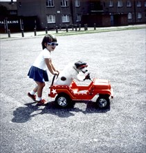 Girl pushes Jack Russell in toy car