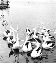 Pelicans with open mouth