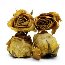 Withered rose heads