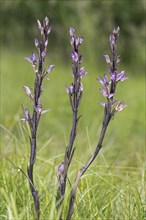 Violet Limodore (Limodorum abortivum)