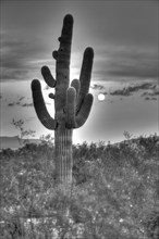 Saguaro (Carnegiea gigantea) with full moon