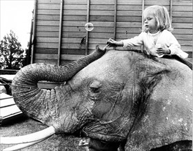 Child sitting on elephant's back