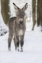 Thuringian forest donkey in the snow