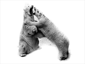 Two polar bears fight with each other