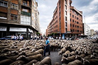 Large flock of sheep transits through the streets of the city of Soria during the transhumance
