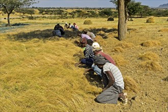 Farmers harvesting Teff (Eragrostis tef) with the sickle