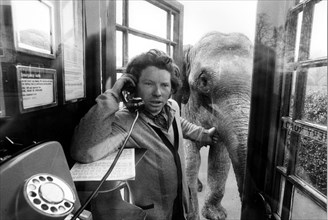 Man with elephant in a telephone booth