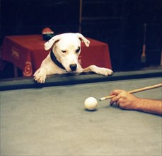 Dog looks billiards player at the shot to approx. 1970s